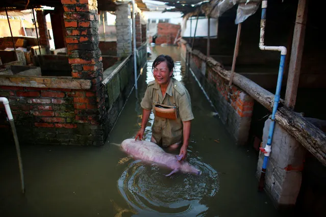 A woman cries as she holds body of a dead pig at a flooded farm in Xiaogan, Hubei Province, China, July 22, 2016. (Photo by Darley Shen/Reuters)