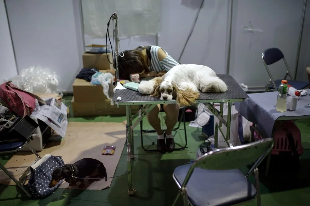 A Dog Show in Seoul