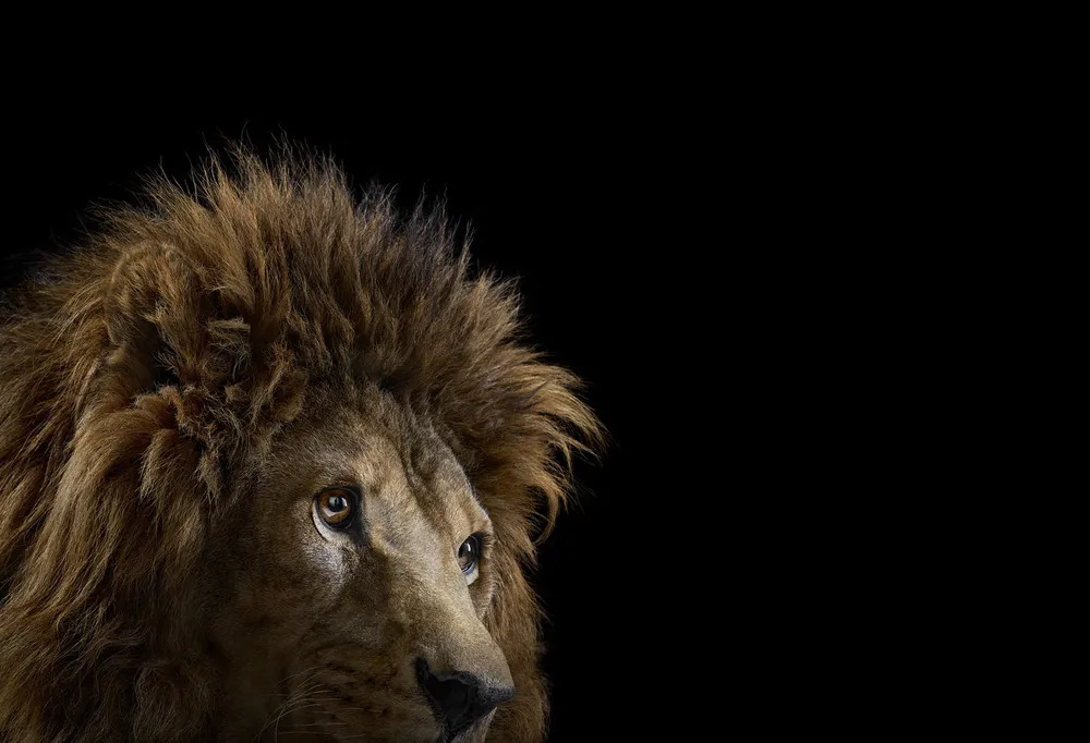 Stunning Portraits of Wild Animals by Brad Wilson