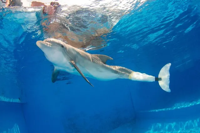 Winter, a dolphin who learned to swim with a prosthetic tail, is seen in his tank at the Clearwater Marine Aquarium in Clearwater, Florida, in this undated handout picture. The family-friendly hit “Dolphin Tale”, whose sequel opened in theaters this weekend, tells the true story of a dolphin who learns to swim without a tail. The movie ends with Winter, the tail-less dolphin, helping save the struggling Florida aquarium that rescued her. In real-life, the story has not yet wrapped up so neatly. (Photo by Reuters/Clearwater Marine Aquarium)