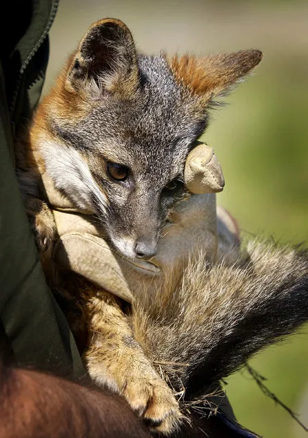 This March 4, 2004 file photo shows a Santa Cruz Island fox bred in captivity being held by a wildlife biologist for the National Park Service, on Santa Cruz Island in Channel Islands National Park, Calif. (Photo by Reed Saxon/AP Photo)
