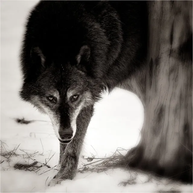 “What A Long Nose Do You Have, Granma”. Tundra Wolf Study.