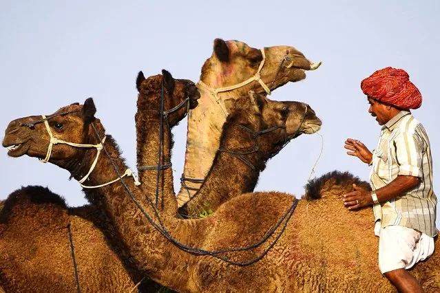 A camel herder rides on a camel at Pushkar camel fair in Pushkar in the Indian state of Rajasthan state on October 28, 2022. (Photo by Himanshu Sharma/AFP Photo)