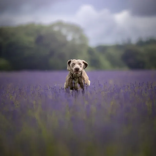 Puppy Jake, a silver-grey weimaraner, amongst the Cotswold Lavender Fields on June 28, 2022. (Photo by Uldis Krievs/Triangle News)