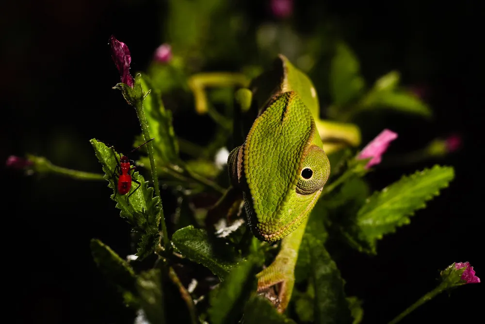 UK Capturing Ecology 2017 Photo Competition