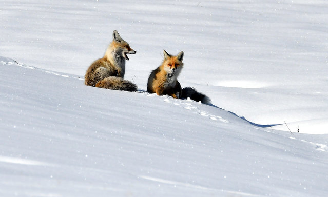 Red foxes roam the snowy terrain of the Soguksu area, located just 3 kilometers from the Sarkamis district of Kars, Turkiye, searching for food, on March 23, 2025. (Photo by Huseyin Demirci/Anadolu via Getty Images)