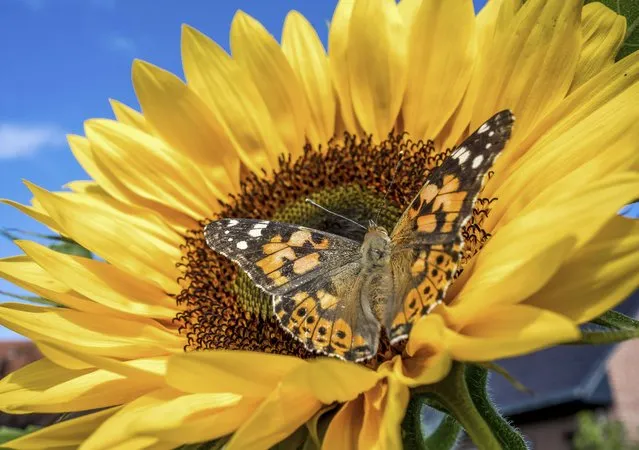 A Painted Lady butterfly (Vanessa cardui) sits on a sunflower on August 4, 2014 in  Godewaersvelde. (Photo by Philippe Huguen/AFP Photo)