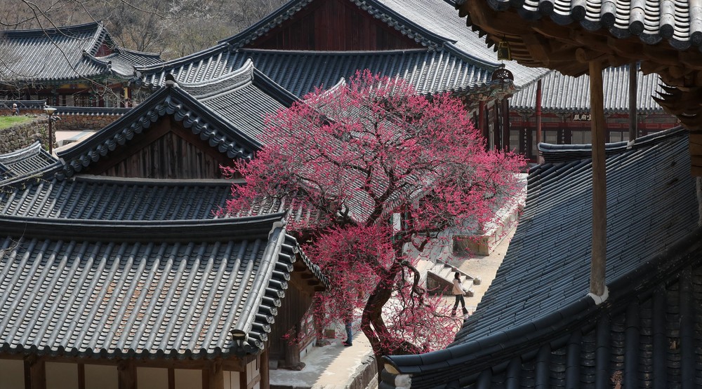 A Look at Life in South Korea