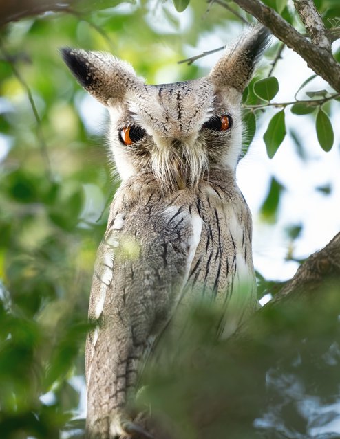 A Northern white-faced owl fluffs itself out while perched in a tree in the second decade of April 2025 near Lake Baringo, Kenya, taking on a comical resemblance to a Furby toy. (Photo by Rahul Bansal/Solent News & Photo Agency)