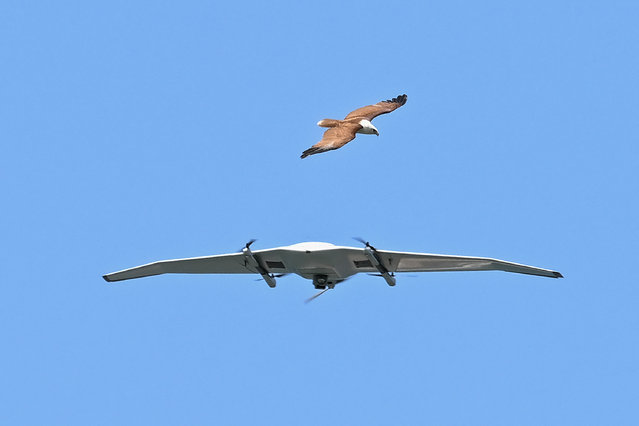 A bird flies past a hovering drone in Mariveles, Province of Bataan on April 8, 2025, at a handover ceremony where the Australian government donated 20 units of Unmanned Aerial System (UAS) to the Philippine Coast Guard (PCG) to bolster the agency's strategic maritime domain awareness capabilities. (Photo by Jam Sta Rosa/AFP Photo)