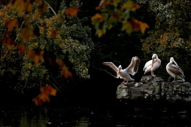 Pelicans are pictured in St. James's Park in central London on November 4, 2019. (Photo by Adrian Dennis/AFP Photo)