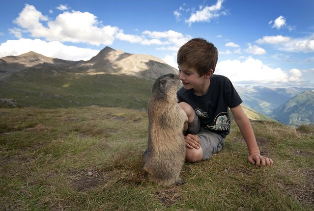 Austrian Boy  And Marmots