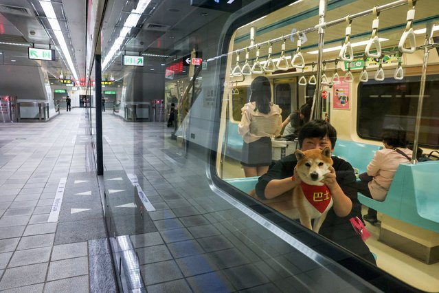 A passenger looks on with her dog on board a pet-friendly train on the Taipei Mass Rapid Transit (MRT) in Taipei on March 31, 2024. The Taipei Metro on March 31 began operations of two pet-friendly trains along the Red Line, departing Xiangshan station and Tamsui station respectively, with eight trips throughout the day and stopping at all stations along the line as normal. (Photo by I-Hwa Cheng/AFP Photo)