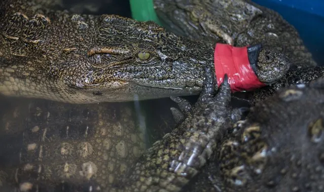 Live crocodiles stands on display in containers on Huangsha Seafood Market in Guangzhou, Guandong Province, China, 18 January 2018. (Photo by Aleksandar Plavevski/EPA/EFE)