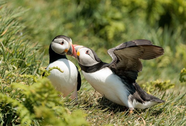 A captivating set of images has captured the charming antics of Atlantic puffins on Skomer Island in Pembrokeshire, UK in the last decade of June 2025, offering a rare glimpse into the lives of one of Britain's most beloved seabirds. (Photo by Ann Aveyard/Animal News Agency)