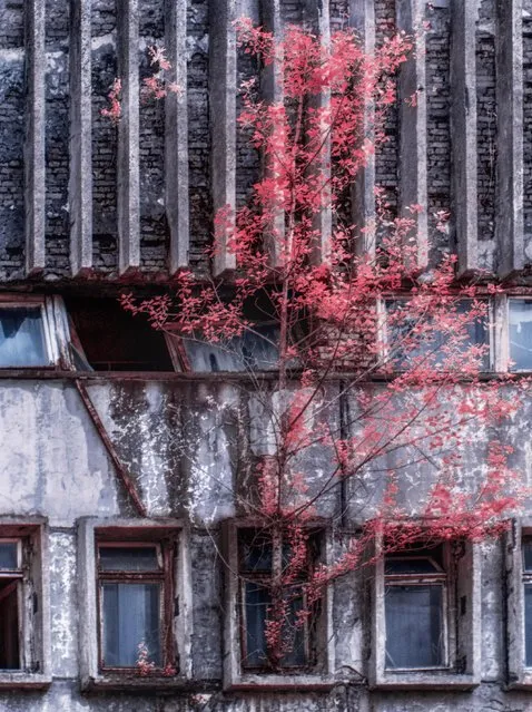 Tree growing against wall. (Photo by Vladimir Mitgutin/Caters News Agency)