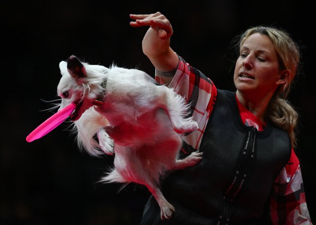 Clover, a Miniature American Shepherd, shows off frisbee skills during Wild Wild Woof A SuperDogs Country & Western Spectacle at the 2025 K-Days Festival in Edmonton, Alberta, Canada, on July 26, 2025. With fast-paced races, gold-prospecting stunts, and plenty of tail-wagging charm, the SuperDogs deliver a high-energy country show the whole family can cheer for. (Photo by Artur Widak/Anadolu via Getty Images)