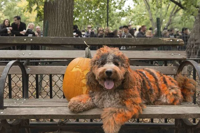 A dog named Sampson covered in orange paint poses for a photo with a pumpkin during the annual Tompkins Square Halloween Dog Parade in the Manhattan borough of New York City, October 24, 2015. (Photo by Stephanie Keith/Reuters)