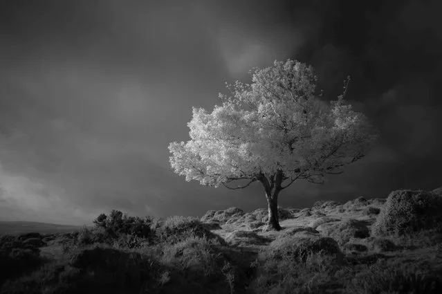 Spotlight, Devon. Black and White category winner. “This was my first shot with a full spectrum converted Nikon D3200. This was taken with a 850nm screw-on filter for a nice contrast black and white image. I’ve since added a few filters to my collection and look forward to creating something quite different with the infrared full spectrum”. (Photo by Neil Burnell/UK Landscape Photographer of the Year 2020)