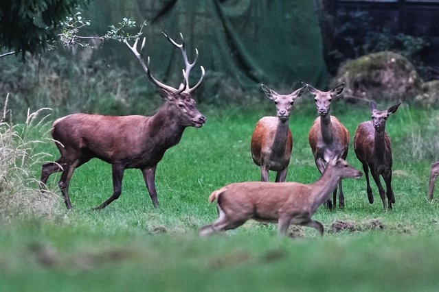 A stag runs behind hinds in a forest of the Taurus Region near Frankfurt, Germany, Wednesday, September 24, 2025. (Photo by Michael Probst/AP Photo)