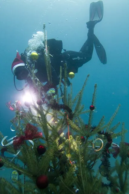 A diver looks at a Christmas tree in the Adriatic sea in Selce, south Croatia, December 20, 2014. (Photo by Antonio Bronic/Reuters)