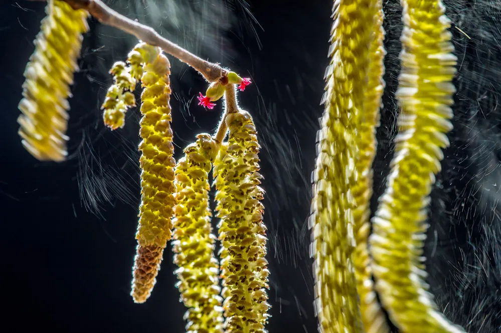 2016 Wildlife Photographer of the Year Winners