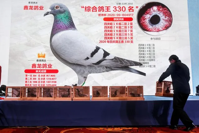 A staff member places a racing pigeon on the stage during an auction organized by a pigeon racing club in Beijing, China on November 27, 2020. (Photo by Thomas Peter/Reuters)