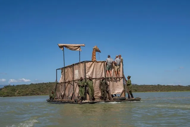 Asiwa, a Rothschild's (Nubian) giraffe, which was stranded by flooding on Longicharo Island, is moved on Lake Baringo, Kenya on December 2, 2020. (Photo by Ami Vitale/Save Giraffes Now/Handout via Reuters)