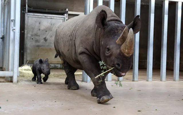 A newborn eastern black rhino walks behind its mother at the Blank Park zoo in Des Moines, US on October 17, 2016. (Photo by Rodney White/AP Photo)