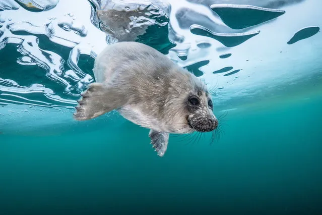 Beautiful Baikal seals under the frozen Lake Baikal in Siberia on April 26, 2022. A photographer risked his life by diving into frozen waters of the world's deepest lake to capture stunning images of baby seals swimming beneath the ice. (Photo by Dmitry Kokh/Animal News Agency)