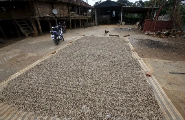 Coffee beans are dried on the ground of a family in Son La, northwest of Hanoi, Vietnam October 13, 2015. (Photo by Reuters/Kham)