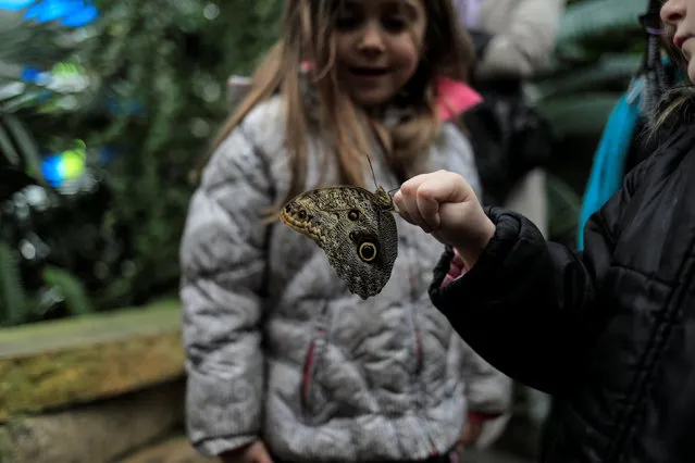 A girl holds a butterfly as she visits the White River Gardens in Indianapolis, Indiana April 17, 2018. (Photo by Zohra Bensemra/Reuters)