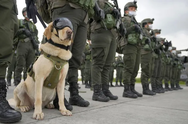 A drug-sniffing dog stands with its handler during a ceremony marking the 35th anniversary of the anti-narcotics police force in Bogota, Colombia, Wednesday, March 30, 2022. (Photo by Fernando Vergara/AP Photo)