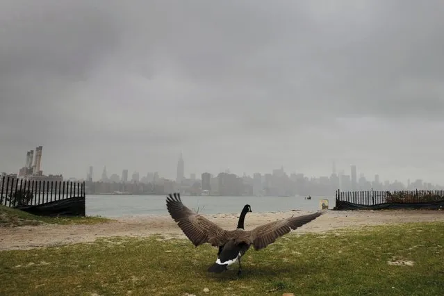 A goose spreads its wings to take off at a park near the East River during a rain shower in the Brooklyn borough of New York December 1, 2015. (Photo by Lucas Jackson/Reuters)