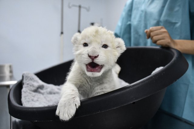 A recently born white lion is pictured at Las Delicias Zoo in Maracay, Aragua state, Venezuela on December 1, 2025. The Zoo recently announced the birth of two white lion cubs from Timbavati (Panthera leo melanochaita), a subspecies considered endangered and whose global population barely exceeds a hundred specimens. (Photo by Jacinto Oliveros/AFP via Getty Images)