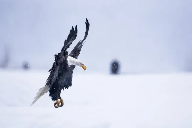 “Bald Eagle landing in snowstorm”. In late fall every years thousands of bald eagles gather along the Chilkat River in Southeast Alaska for their last feast of the season. A late fall spawning run of 10-pound chum salmon attracts this largest known congregation of bald eagles. (Photo and caption by Nicolas Dory/National Geographic Traveler Photo Contest)