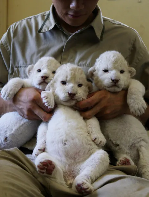 Nine-day-old lioness cubs are held by zoo keepers at Himeji Central Park on July 9, 2013 in Himeji, Japan. The seven white lioness cubs, given birth by three female South African Lions were born on June 6th, 26th and 30th. The cubs will be on public display for the first time later this week. (Photo by Buddhika Weerasinghe/Getty Images)