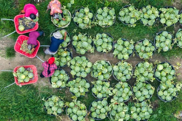 This aerial photo taken on July 2, 2023 shows farmers harvesting watermelons in Taizhou, in China's eastern Jiangsu province. (Photo by AFP Photo/China Stringer Network)