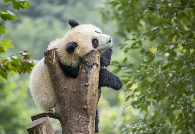 Cute giant pandas at China Conservation and Research Center for Giant Panda in Wenchuan County, Aba Prefecture, southwest China's Sichuan Province on July 26, 2023. (Photo byRex Features/Shutterstock)