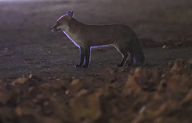 An urban fox walks alongside the Mall in central London, Britain, November 29, 2016. (Photo by Toby Melville/Reuters)