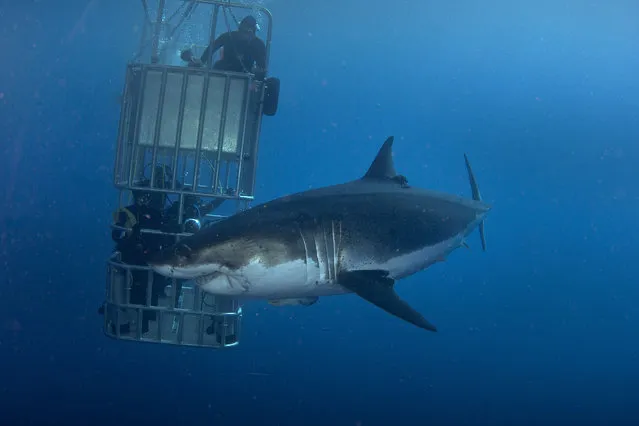 Daredevil divers teasing a great white shark. (Photo by Dmitry Vasyanovich/Caters News)