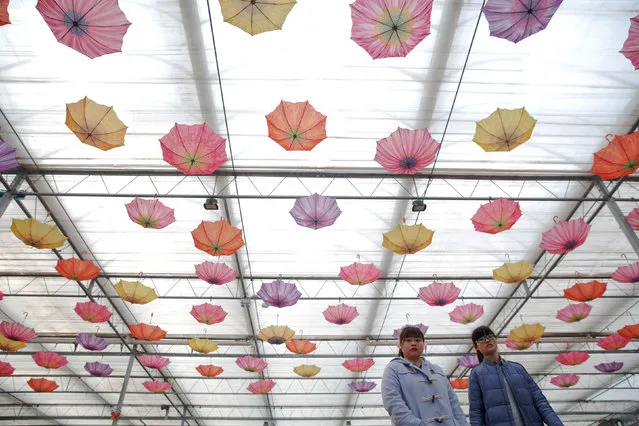 People walk under umbrellas decorating the Jiutian Greenhouse in Langfang, Hebei province, as the region goes through the period of extreme air pollution with red alert issued, China December 19, 2016. (Photo by Damir Sagolj/Reuters)