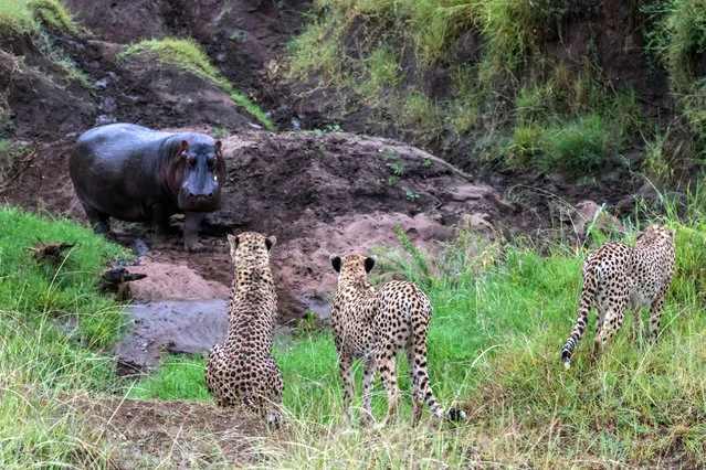 An hippopotamus confronts a cheetah family, Masai Mara, Kenya. Wildlife photographer Paul Goldstein, explains: “Finding hippos out of the water is quite rare, finding them confronting cheetahs is virtually unheard of”. (Photo by Paul Goldstein/Rex Features/Shutterstock)