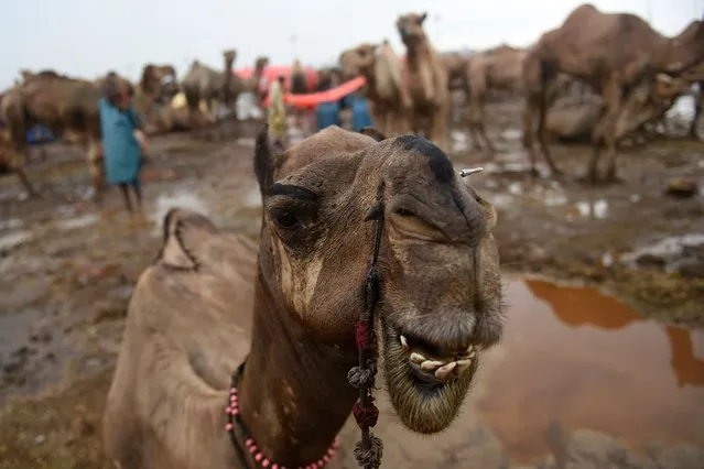 Camels are pictured at a cattle market during a rain shower ahead of the upcoming Muslim festival of Eid al-Adha in Pakistan's port city of Karachi on July 6, 2022. (Photo by Rizwan Tabassum/AFP Photo)