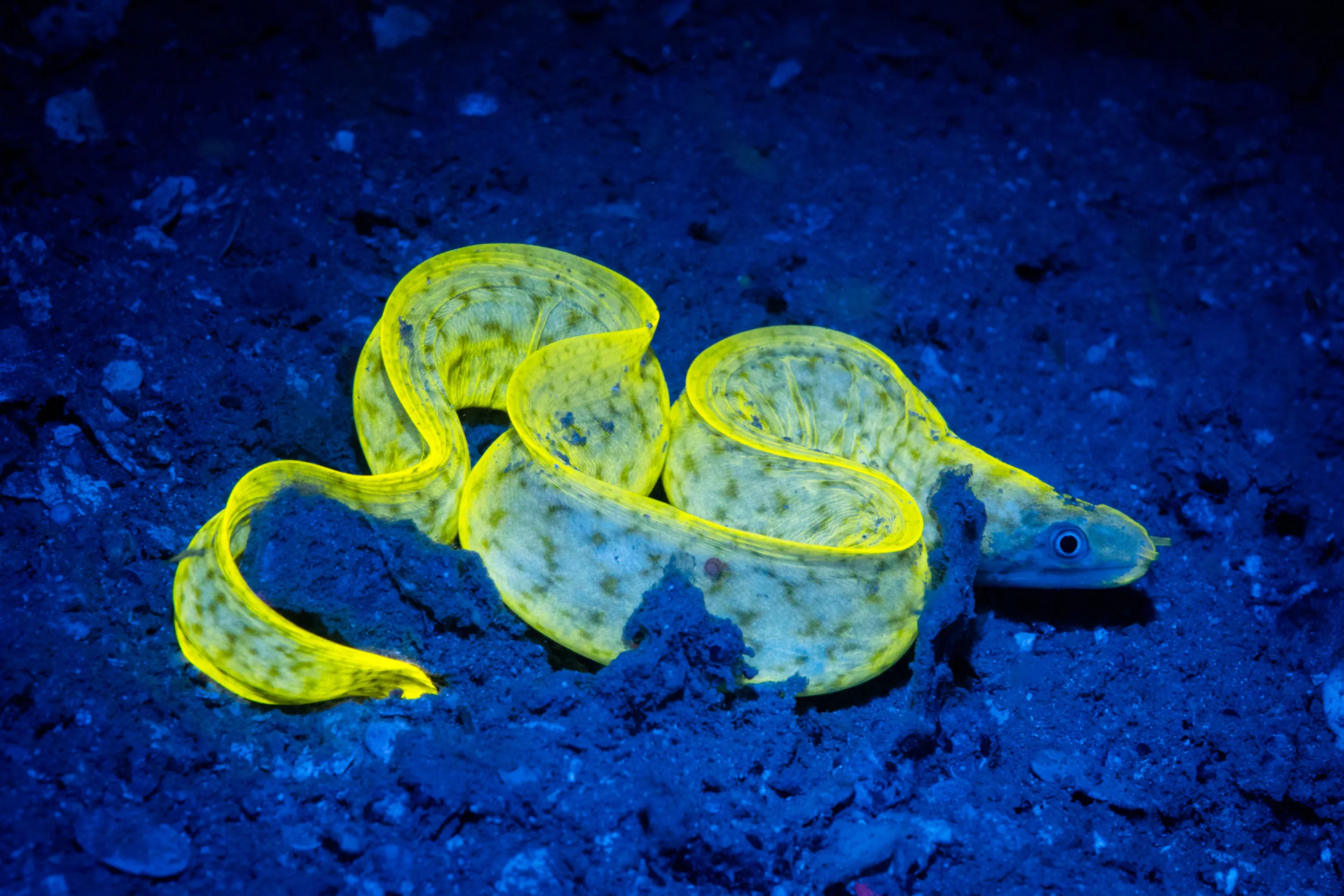 Море живое существо. Ленточная мурена. Биолюминесценция креветки. Ленточная мурена Мальдивы. Биолюминесцентные морские обитатели.