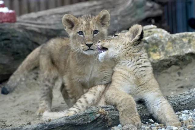 Two fourteen-week old Barbary lions (Panthera leo leo), a male named Ramzes and a female named Zara, are seen after a naming ceremony at the Bojnice Zoo April 4, 2015. (Photo by Radovan Stoklasa/Reuters)