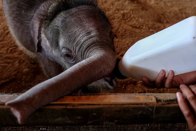 A handler feeds Fah Jam, a five-month-old baby elephant, in her enclosure at the Nong Nooch Tropical Garden in Pattaya, Thailand January 5, 2017. The baby elephant was injured at three months old when she got stuck in an animal snare put up by villagers to prevent elephant intrusions in Chanthaburi province. The hydrotherapy is thought to help her exercise her bicep muscles and help her walk again as she has been refusing to stand on all four legs. (Photo by Athit Perawongmetha/Reuters)