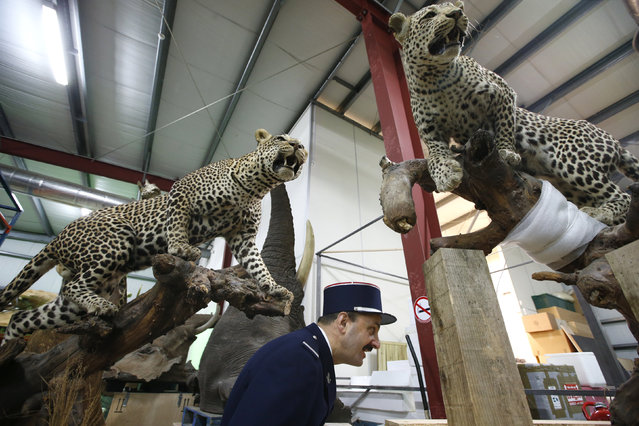 A customs officer stands in front of stuffed leopards in a taxidermy hall as part of a fight against the trafficking of protected species at the Museum of Natural History in Paris, France, February 16, 2016. French customs, who seized seven stuffed animals in 2015, deliver them to the museum for their collections. (Photo by Philippe Wojazer/Reuters)