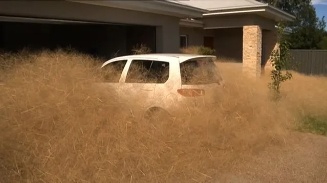This frame grab from video released to AFP from Australian television's Channel 7 on February 18, 2016 shows a car surrounded by fast-growing tumbleweed outside a home in the town of Wangaratta, 250 kilometres (150 miles) northeast of Melbourne. Hairy panic is paralysing parts of an Australian town -- but it's not quite the existential nightmare it sounds, just a fast-growing tumbleweed.  (Photo by AFP Photo/Channel 7)