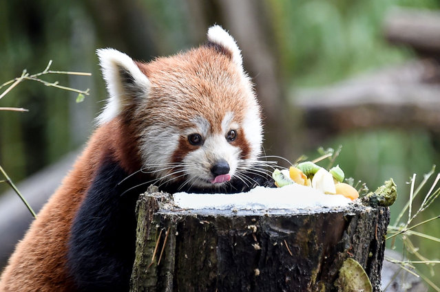 A Red panda (Ailurus fulgens) feeds on fruits at its enclosure at the zoo of Mulhouse, eastern France, on January 11, 2017. (Photo by Sebastien Bozon/AFP Photo)
